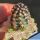 Echinocereus davisii "brevispinus" (grafted)