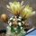 Echinocereus davisii "brevispinus" (grafted)