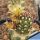 Echinocereus davisii "brevispinus" (grafted)