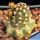 Echinocereus davisii "brevispinus" (grafted)