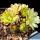 Echinocereus davisii "brevispinus" (grafted)
