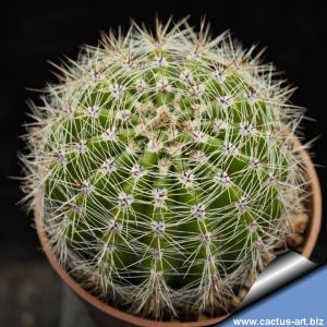 Echinopsis hybrid bianco ++ / white