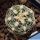 Gymnocalycium parvulum v. agnesiae VG536 Napa, Cordoba, 1046m, Argentina