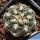 Gymnocalycium parvulum v. agnesiae VG536 Napa, Cordoba, 1046m, Argentina