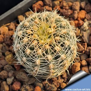 Gymnocalycium gertii VG707 TL, Loma Bola, Cordoba, 935 m, Argentina