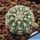 Gymnocalycium gertii VG707 TL, Loma Bola, Cordoba, 935 m, Argentina
