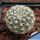 Gymnocalycium gertii VG707 TL, Loma Bola, Cordoba, 935 m, Argentina