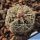 Gymnocalycium pinali GN1216/4626 Cordoba, Argentina.