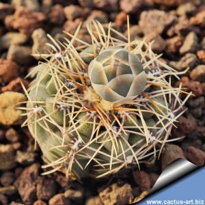 Gymnocalycium pinali GN1216/4626 Cordoba, Argentina.