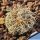 Gymnocalycium pinali GN1216/4626 Cordoba, Argentina.