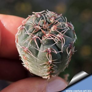Gymnocalycium pinali GN1216/4626 Cordoba, Argentina.