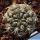 Gymnocalycium sibalii WP29-37 Sierra Chica, La Pampa, Argentina