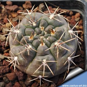 Gymnocalycium sibalii WP29-37 Sierra Chica, La Pampa, Argentina