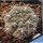Gymnocalycium sibalii WP29-37 Sierra Chica, La Pampa, Argentina