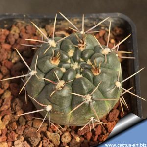 Gymnocalycium sibalii WP29-37 Sierra Chica, La Pampa, Argentina