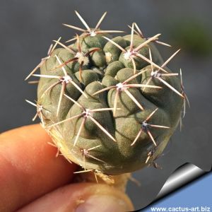 Gymnocalycium sibalii WP29-37 Sierra Chica, La Pampa, Argentina