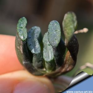 Haworthia truncata cv. XUANWU JADE FAN