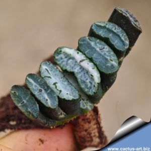 Haworthia truncata cv. XUANWU JADE FAN