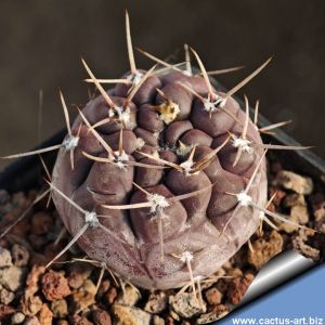 Gymnocalycium striglianum v. aeneum VG408 La Galera, San Luis, 699m, Argentina