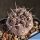 Gymnocalycium striglianum v. aeneum VG408 La Galera, San Luis, 699m, Argentina