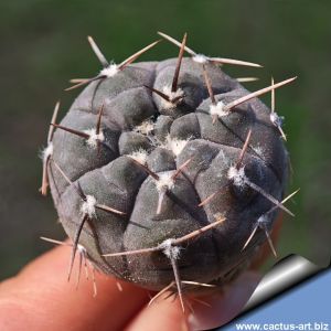 Gymnocalycium striglianum v. aeneum VG408 La Galera, San Luis, 699m, Argentina