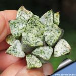 Haworthia picta cv. PANDORA