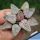 Haworthia picta cv. RUBY SILVER