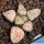 Haworthia picta cv. RUBY SILVER