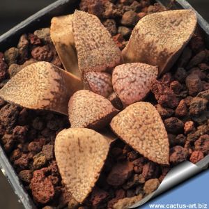 Haworthia picta cv. RUBY SILVER