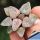 Haworthia picta cv. RUBY SILVER