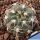 Gymnocalycium ochoterenae VG250 El Hornito, San Luis, Argentina