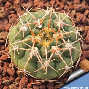 Gymnocalycium ochoterenae VG250 El Hornito, San Luis, Argentina