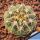 Gymnocalycium ochoterenae VG250 El Hornito, San Luis, Argentina