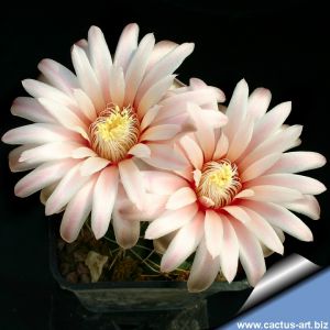 Gymnocalycium sutterianum