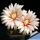 Gymnocalycium sutterianum