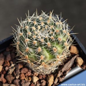 Rebutia supthutiana