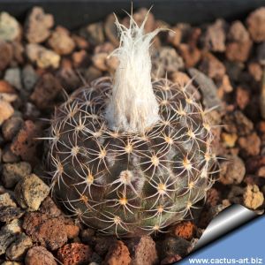 Frailea pumila v. pseudograhliana