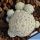 Mammillaria herrerae f. prolifera (caespitosa)