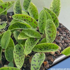 Scilla maculata  (Ledebouria revoluta)