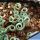 Albuca concordia (Corkscrew Albuca)