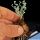 Albuca concordia (Corkscrew Albuca)