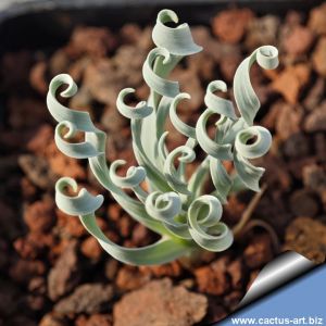 Albuca concordia (Corkscrew Albuca)