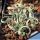 Albuca concordia (Corkscrew Albuca)