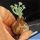 Albuca concordia (Corkscrew Albuca)
