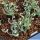 Albuca concordia (Corkscrew Albuca)