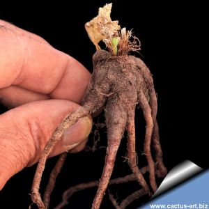 Bulbine brunsvigiifolia