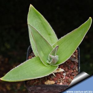 Bulbine brunsvigiifolia