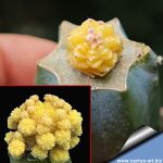 Aztekium valdezii "AUREA"