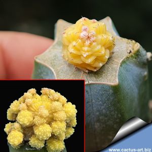 Aztekium valdezii "AUREA" (grafted)