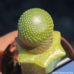 Blossfeldia minima (GRAFTED)